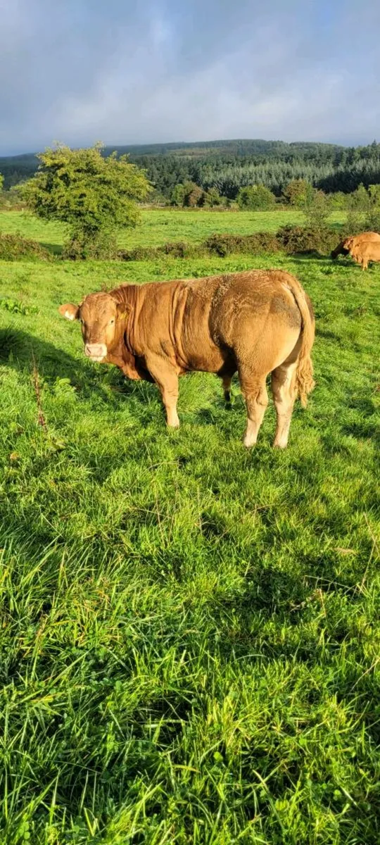 Limousin weanling Bulls and Heifers. Roscrea mart - Image 3