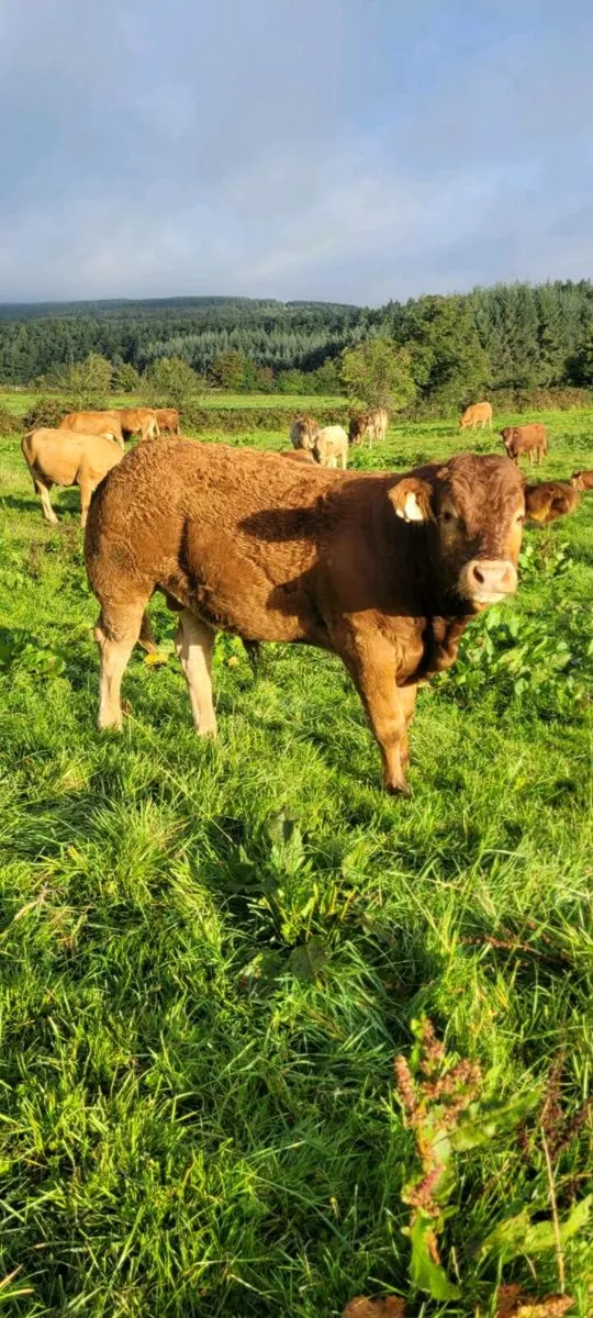 Limousin weanling Bulls and Heifers. Roscrea mart - Image 4