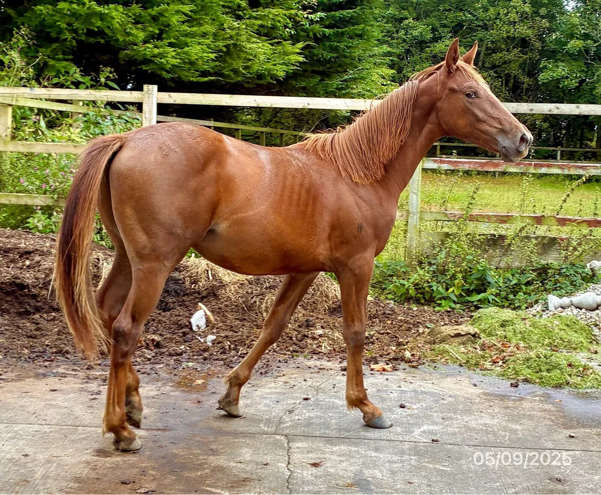 Yearling Gelding - Image 1