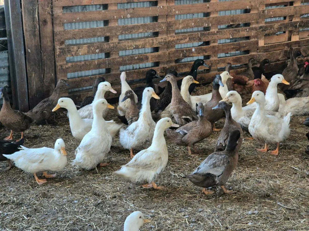 Ducks,laying hens & pb poultry - Image 1