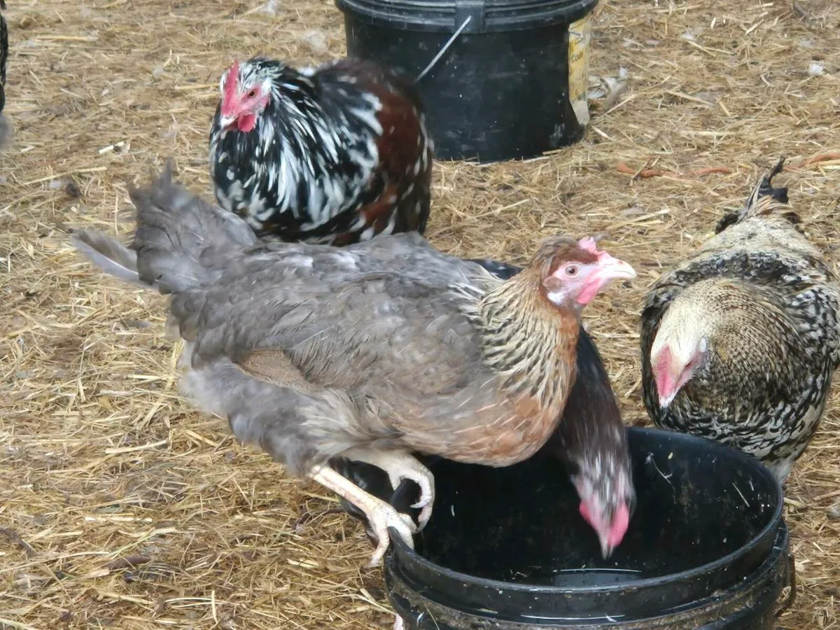 Ducks,laying hens & pb poultry - Image 2