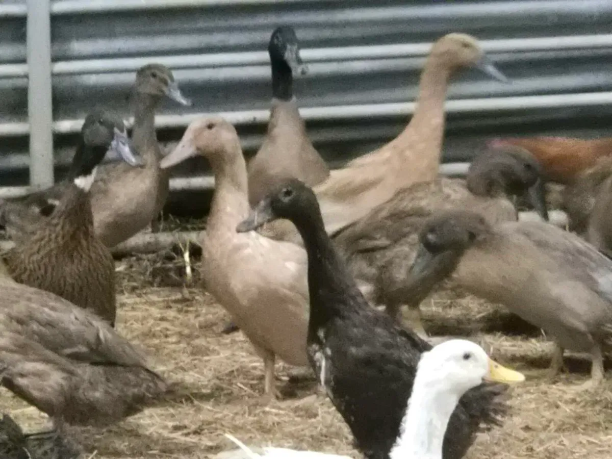 Ducks,laying hens & pb poultry - Image 3