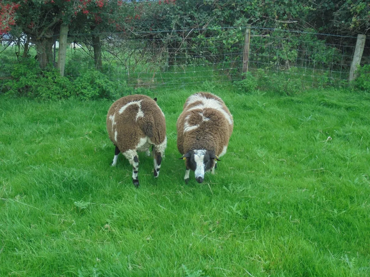 Dutch Spotted Ram Lambs, Spotted Dutch - Image 2