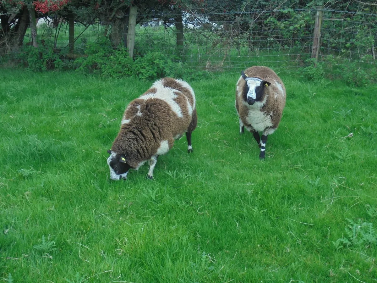 Dutch Spotted Ram Lambs, Spotted Dutch - Image 3