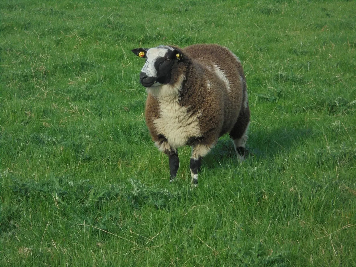 Dutch Spotted Ram Lambs, Spotted Dutch - Image 4