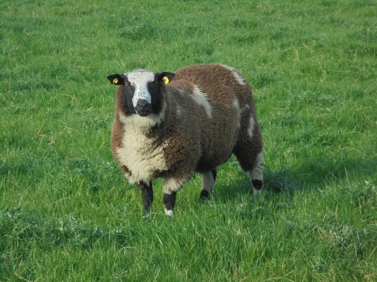 Dutch Spotted Ram Lambs, Spotted Dutch - Image 1