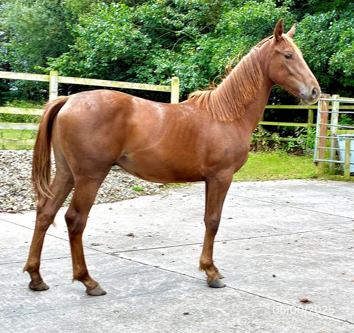Yearling Gelding - Image 2