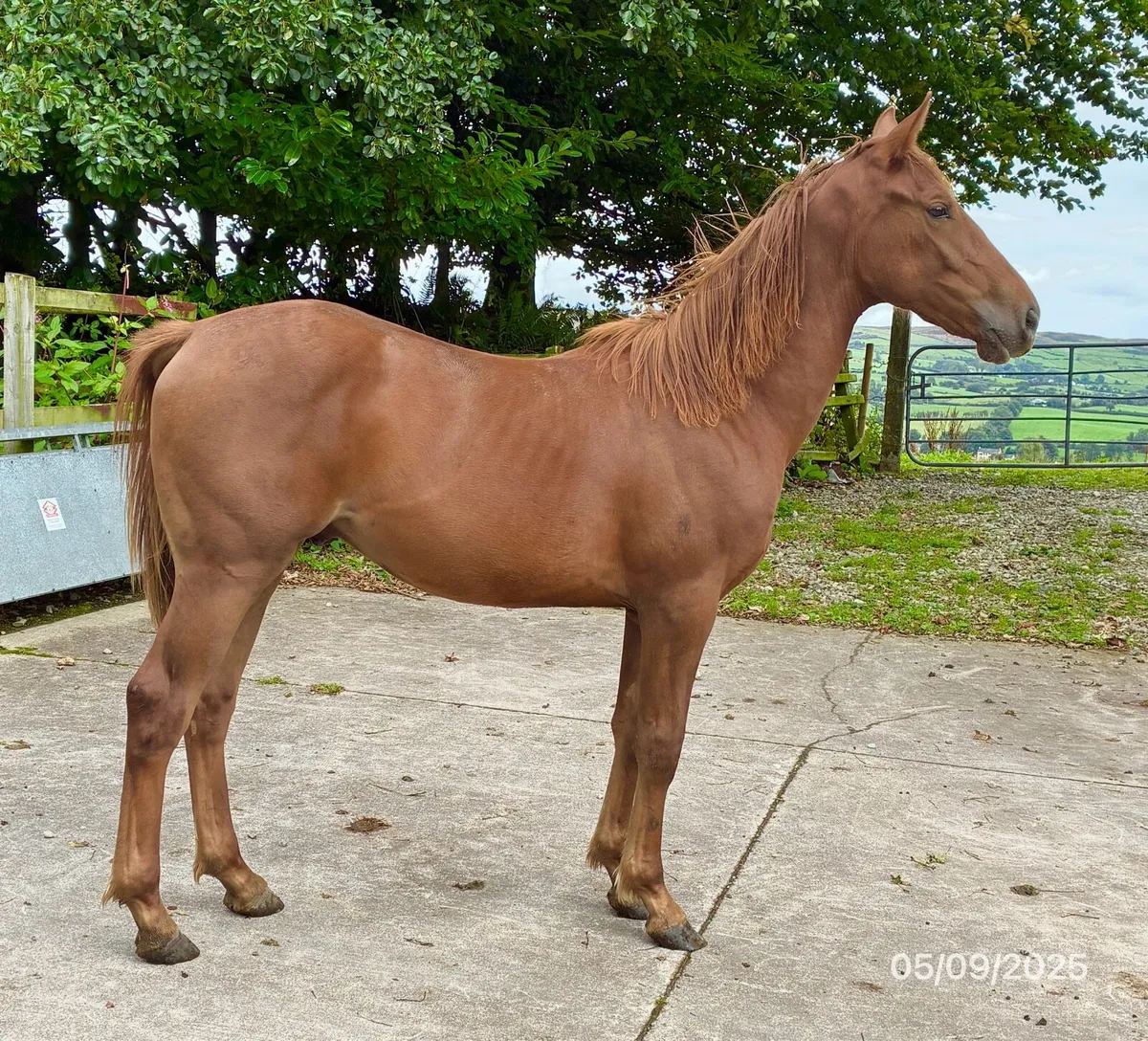 Yearling Gelding - Image 3