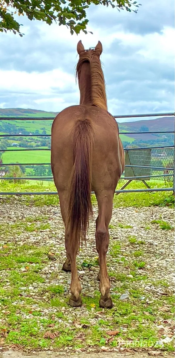 Yearling Gelding - Image 4