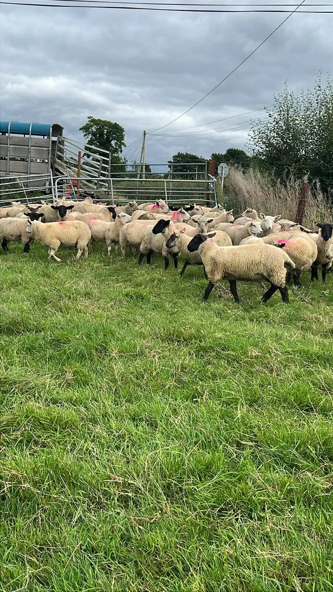 Ewe lambs - Image 1