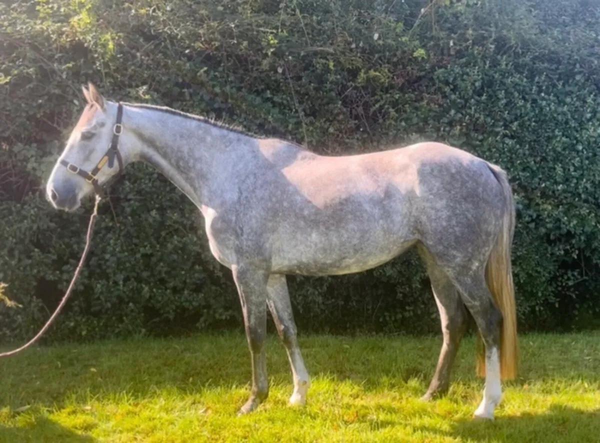 4yo TIH Filly - Image 1
