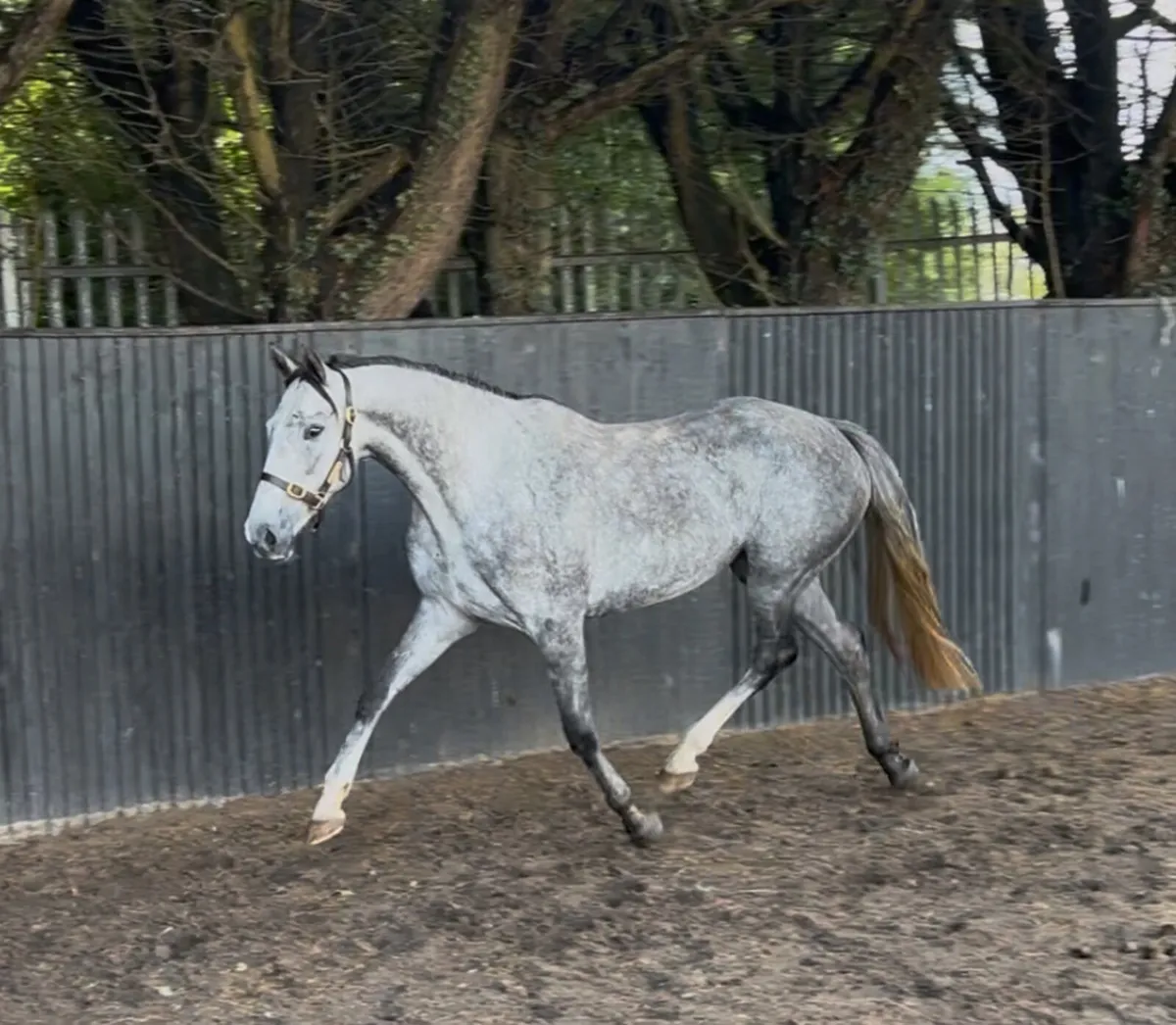 4yo TIH Filly - Image 2