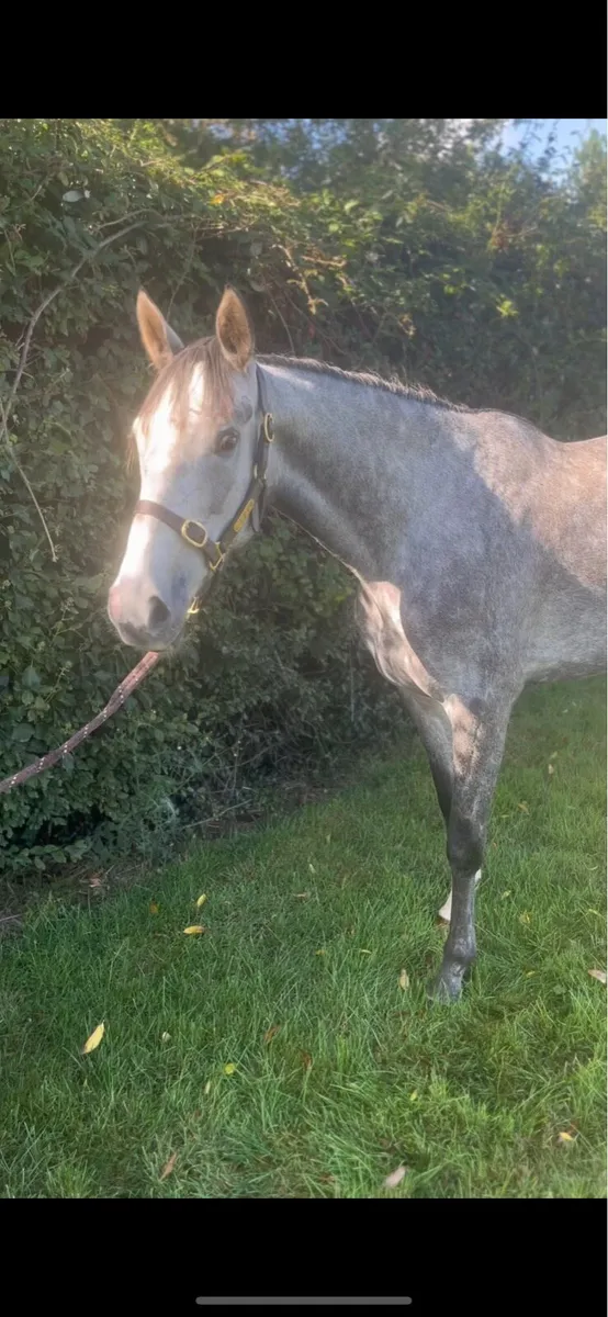 4yo TIH Filly - Image 3