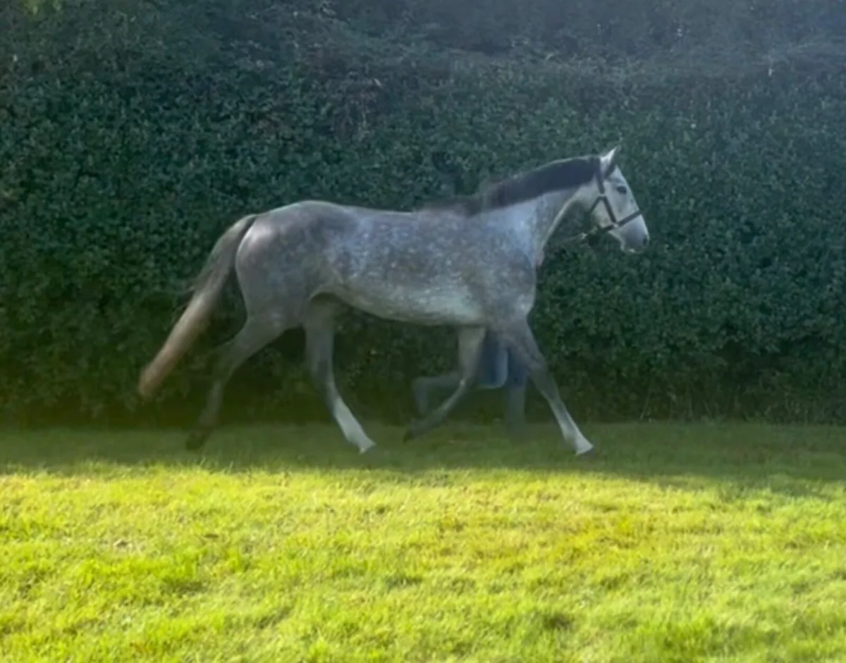 4yo TIH Filly - Image 4