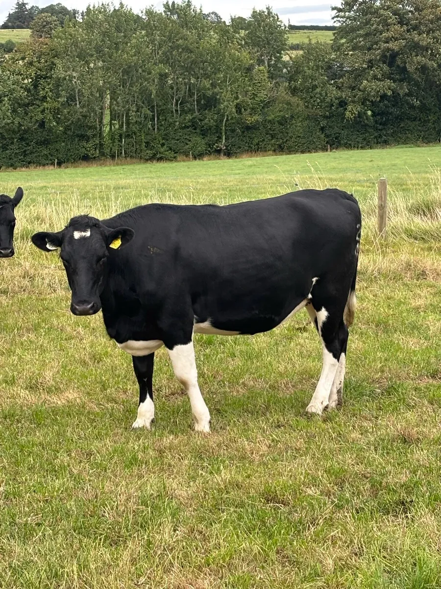 Heifers - Image 1