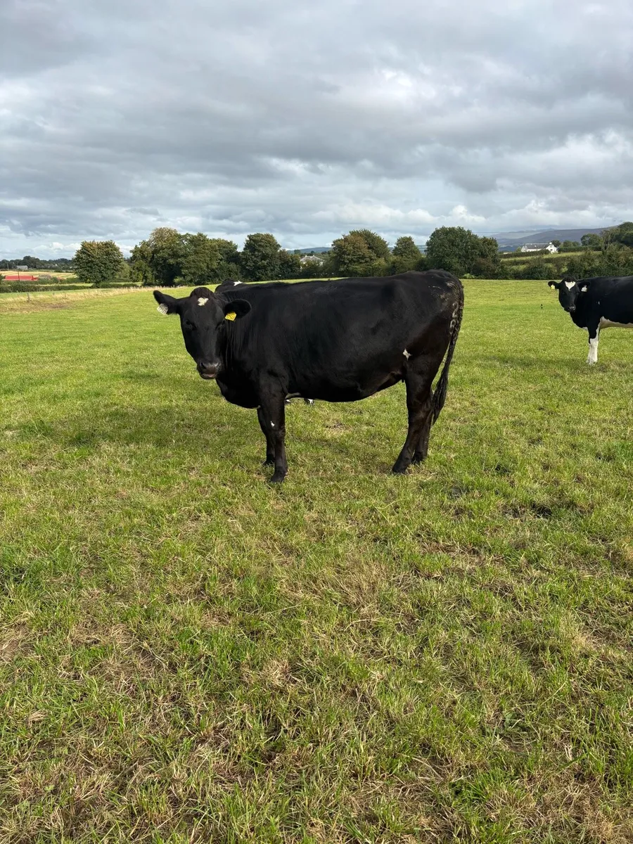 Heifers - Image 3
