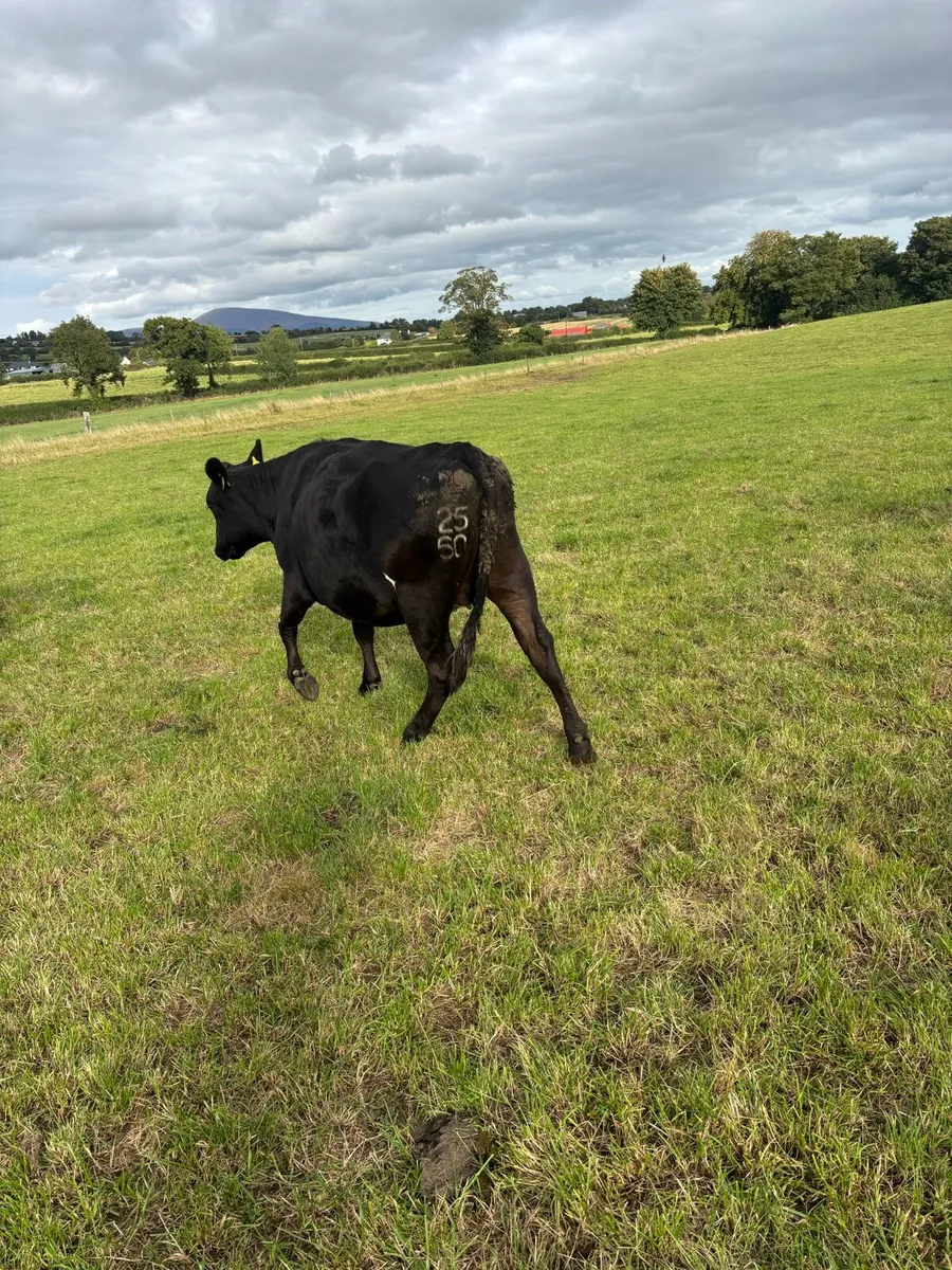 Heifers - Image 4