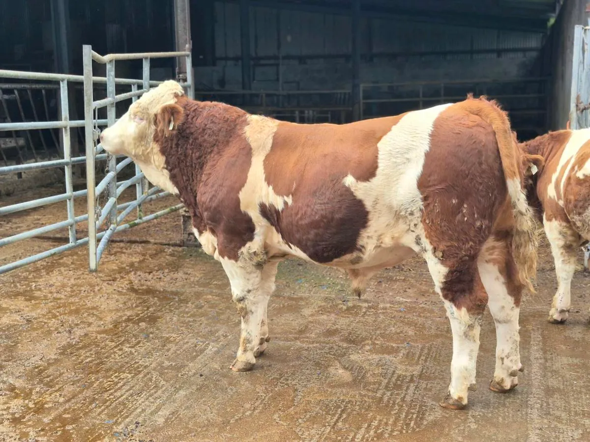 PBR POLLED EASY CALVING SIMMENTAL BULLS - Image 1