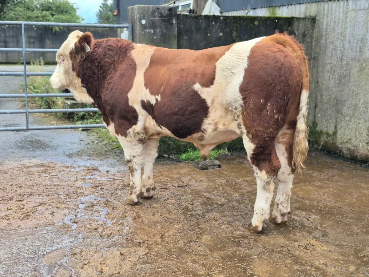 PBR POLLED EASY CALVING SIMMENTAL BULLS - Image 2