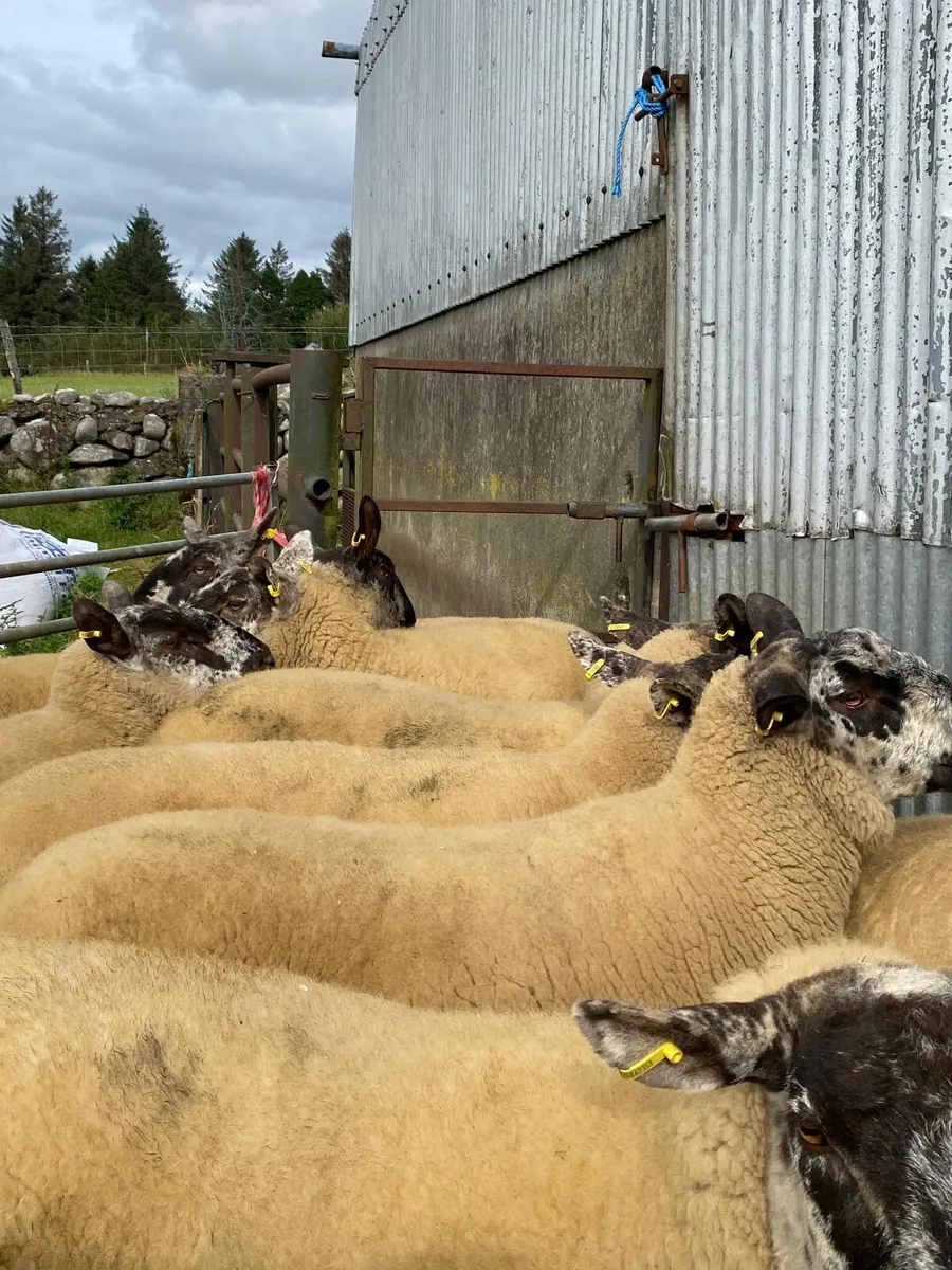 Hoggets sheep - Image 1