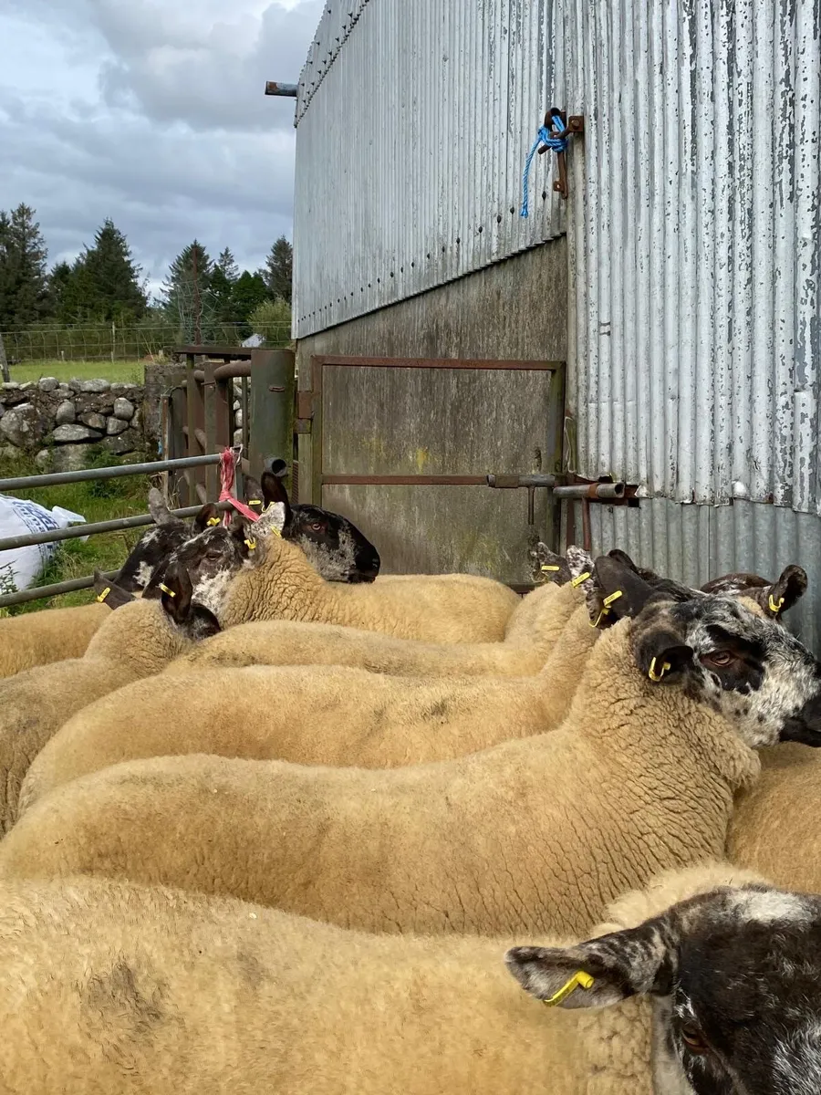 Hoggets sheep - Image 2