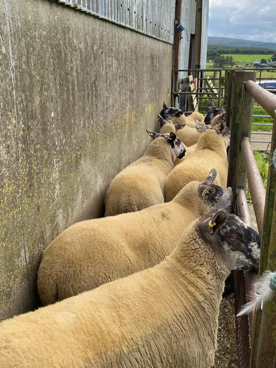 Hoggets sheep - Image 3