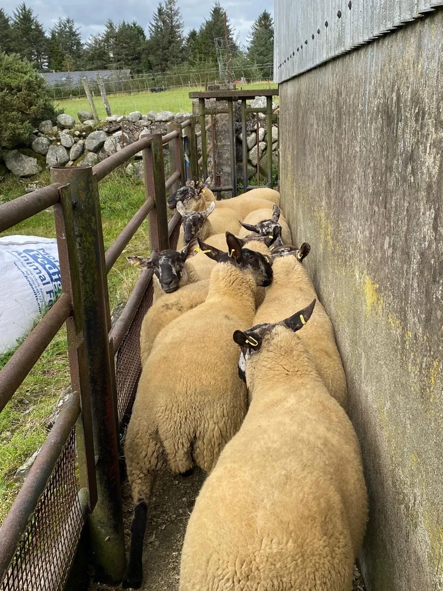 Hoggets sheep - Image 4