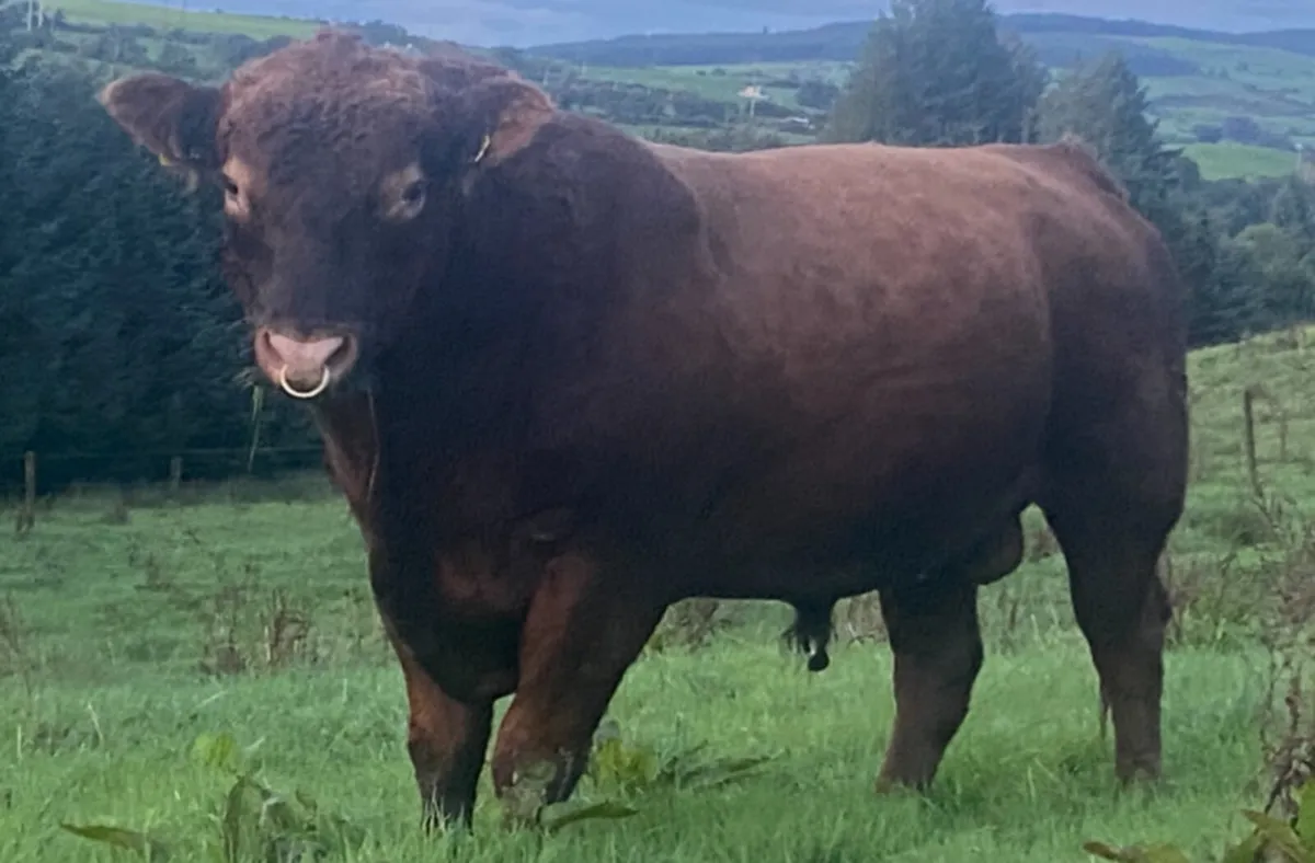 Super PBR Red AA Bull 3yrs old - Image 1