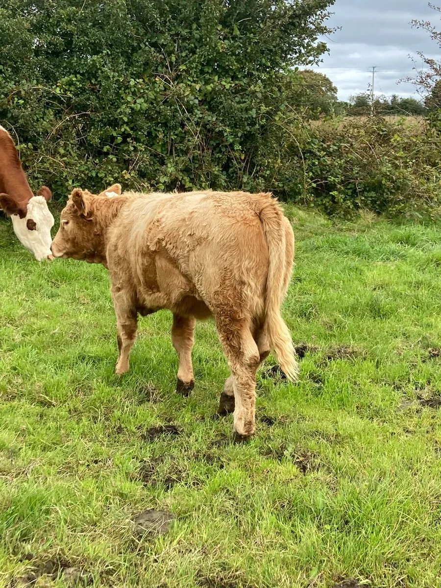 Heifers for Balla Mart Tuesday 9th Sept - Image 1