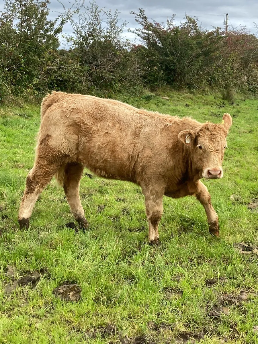 Heifers for Balla Mart Tuesday 9th Sept - Image 2