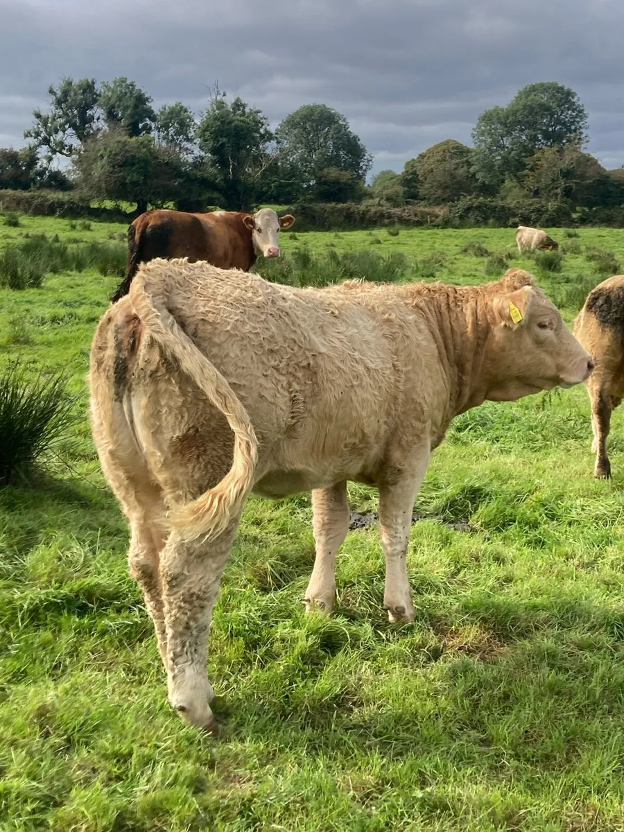 Heifers for Balla Mart Tuesday 9th Sept - Image 3