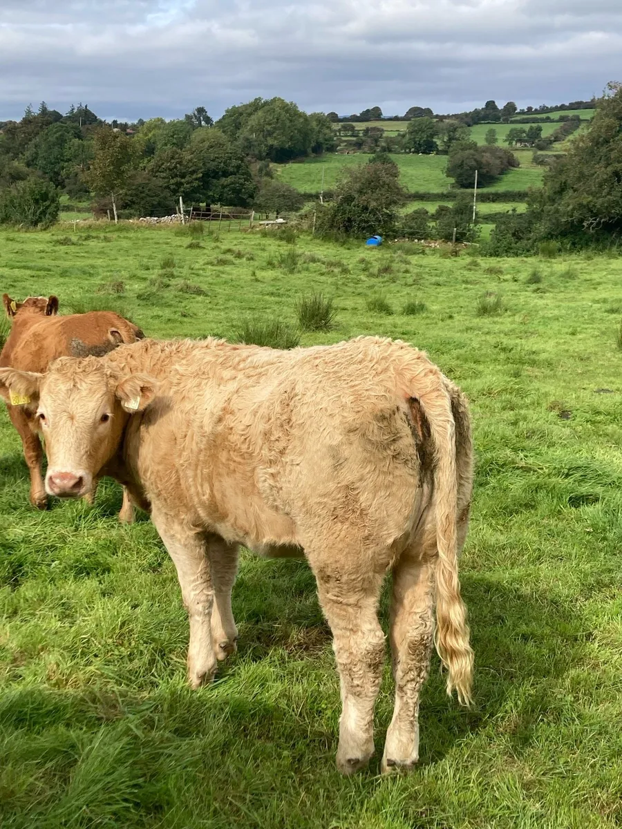 Heifers for Balla Mart Tuesday 9th Sept - Image 4
