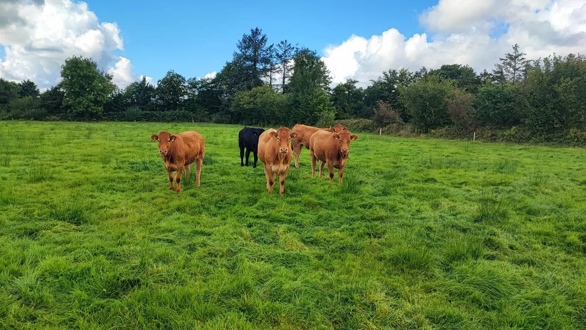 Cattle - Image 1