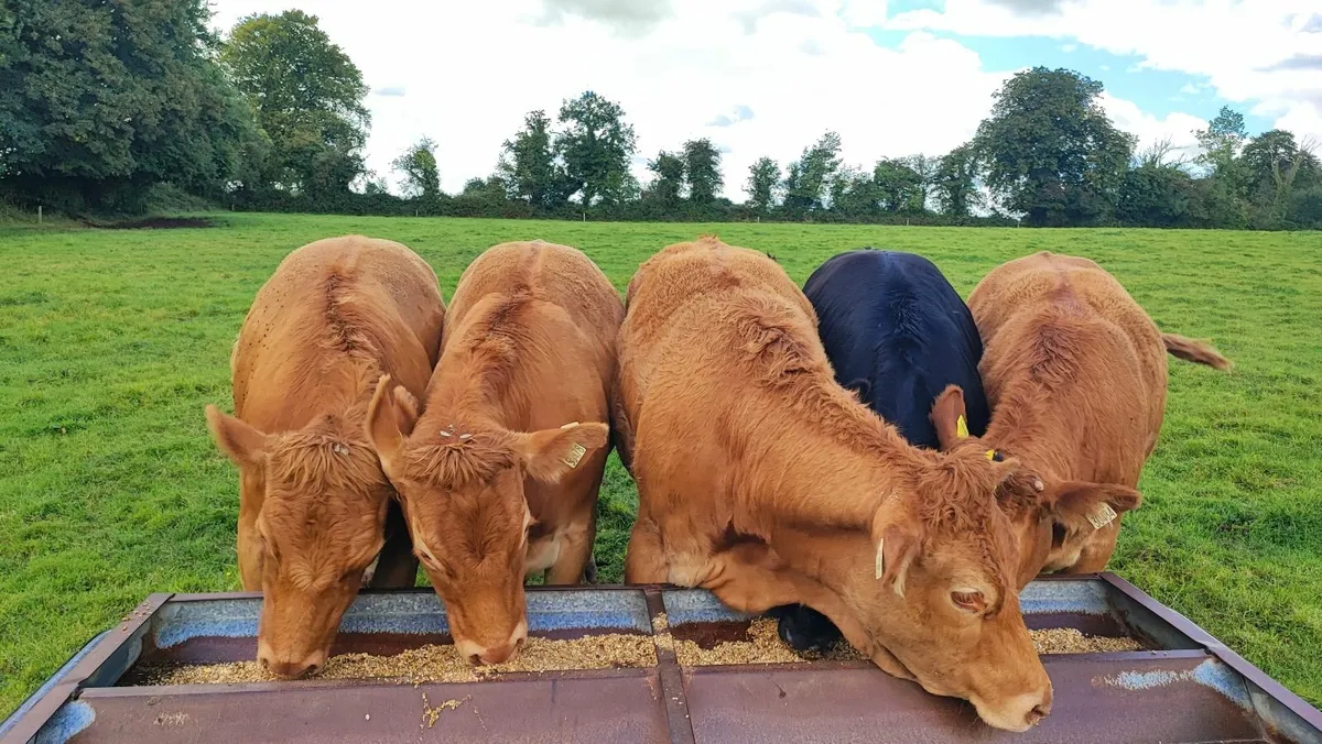 Cattle - Image 2