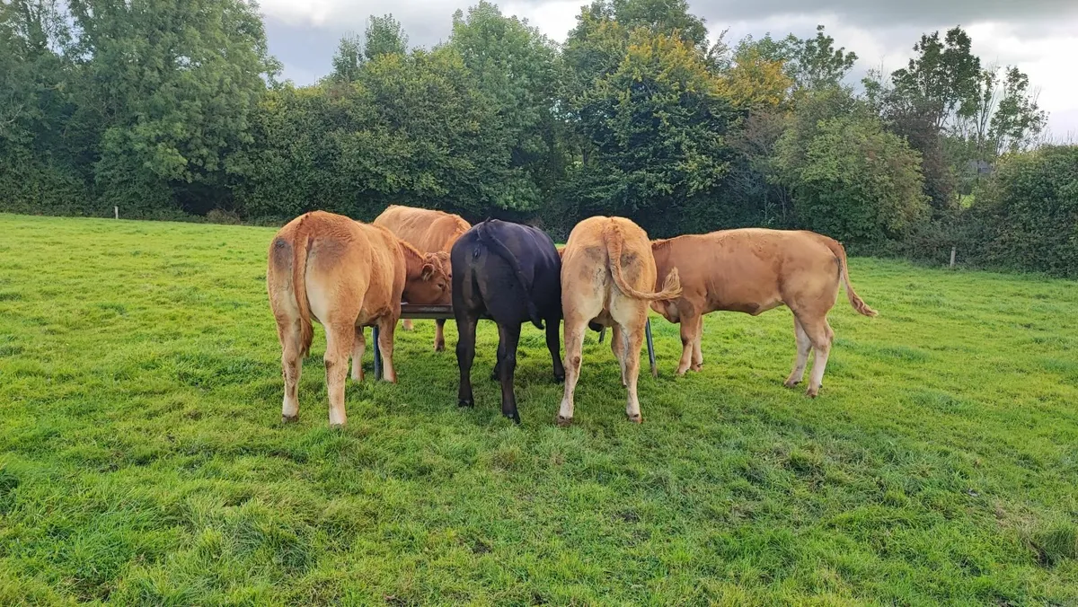 Cattle - Image 3