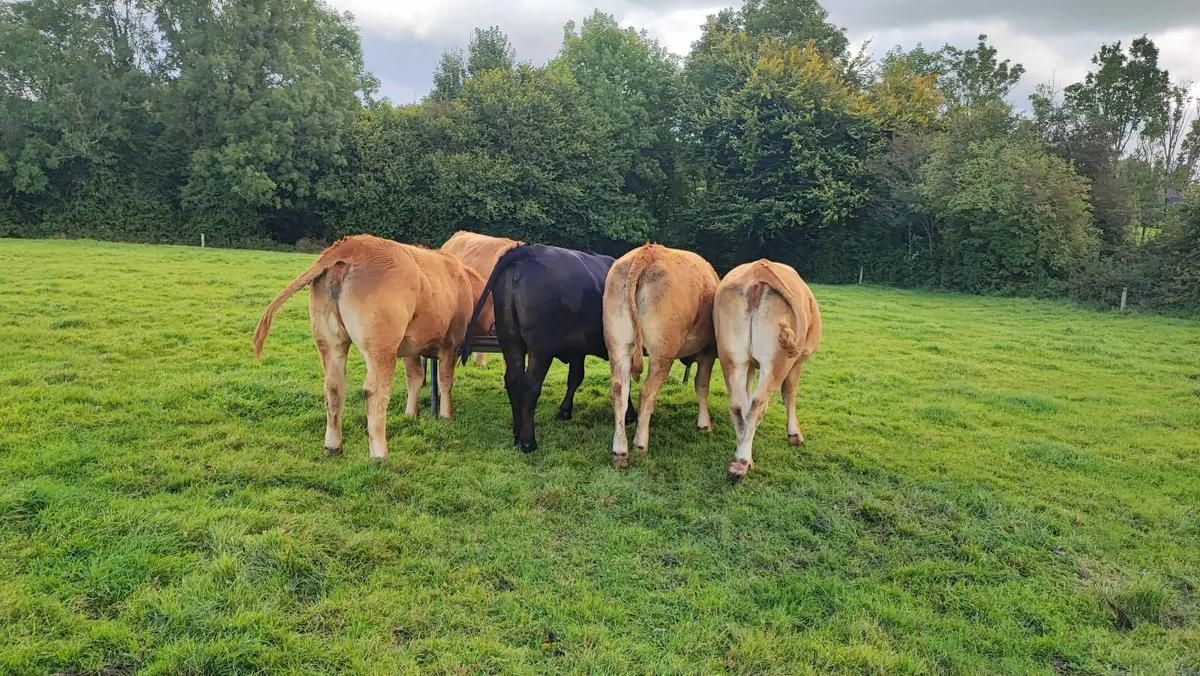 Cattle - Image 4