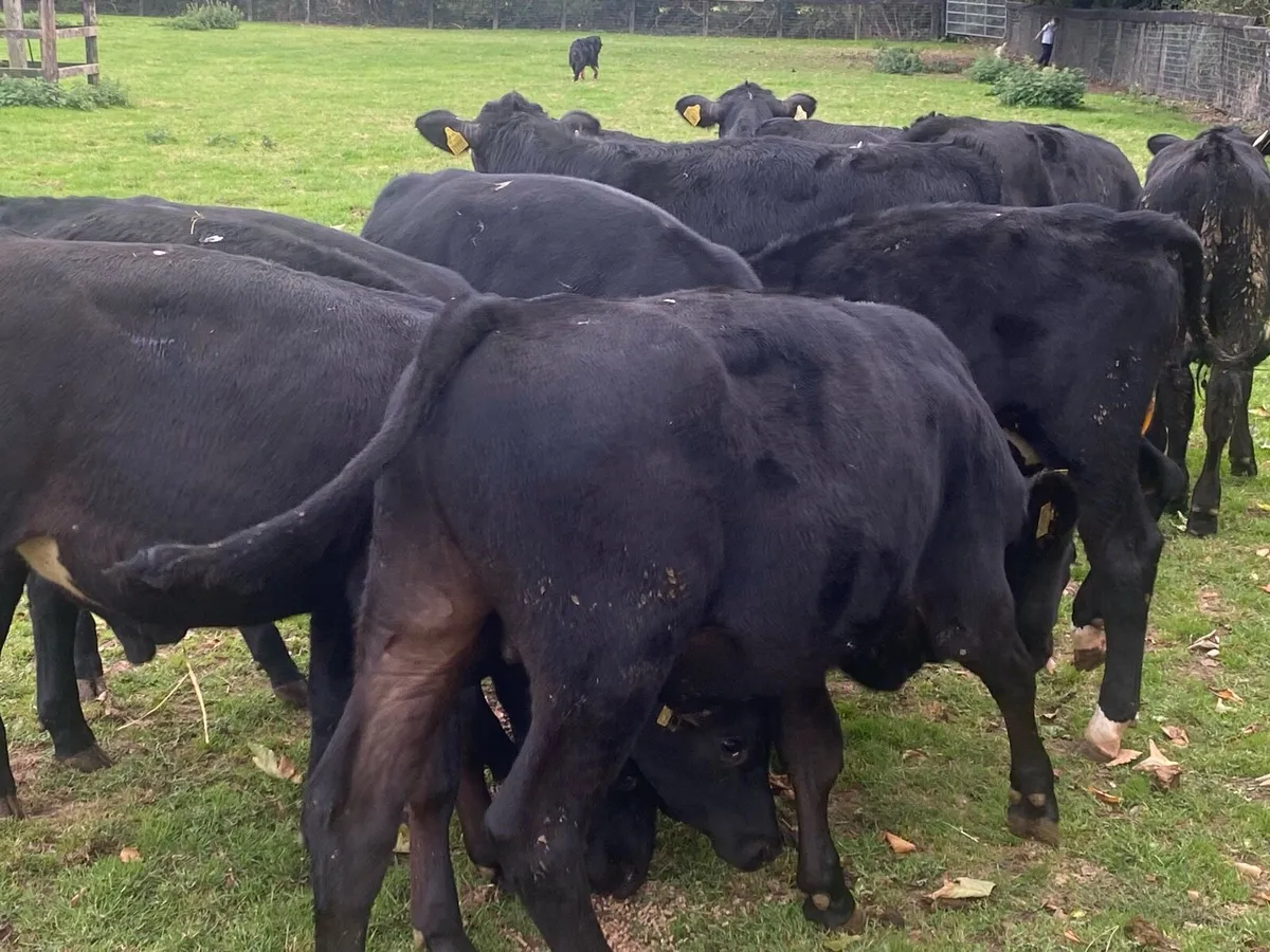 12 Angus Bull Weanlings @ Lissava - Image 2