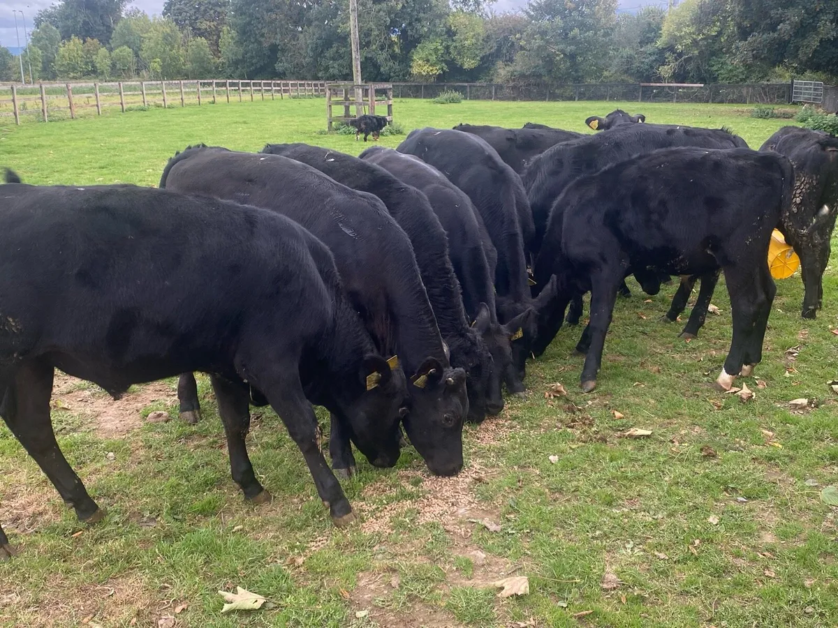 12 Angus Bull Weanlings @ Lissava - Image 1