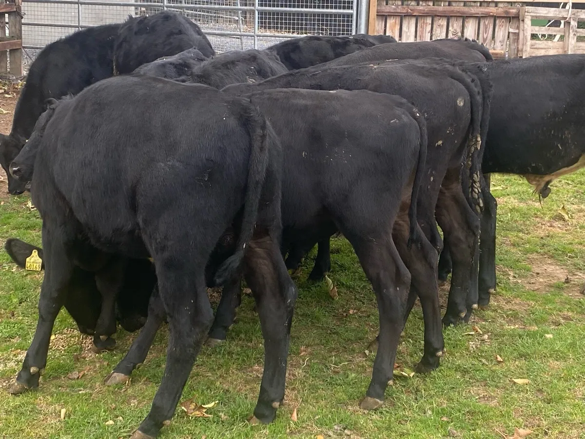 12 Angus Bull Weanlings @ Lissava - Image 3