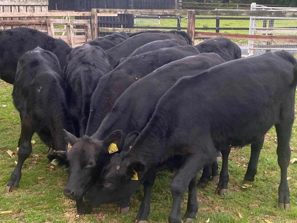 12 Angus Bull Weanlings @ Lissava - Image 4