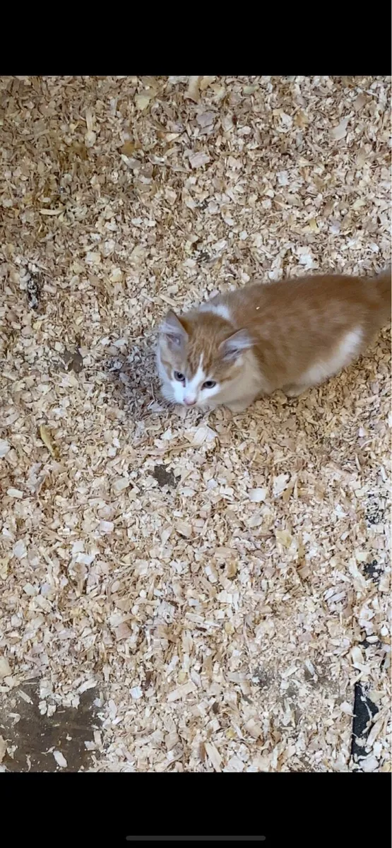 Lovely kittens - Image 4