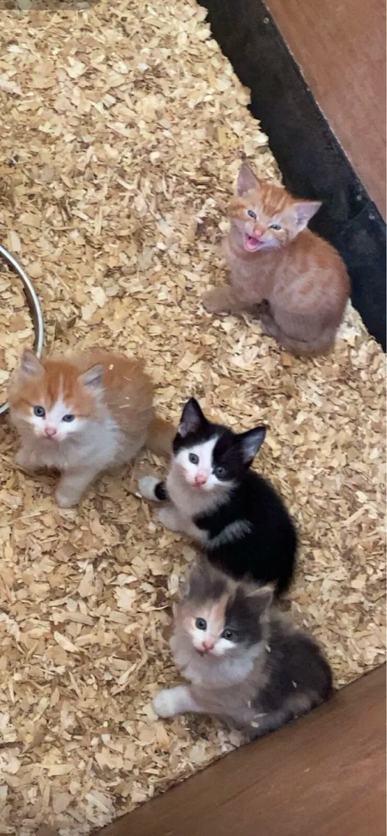 Lovely kittens - Image 2