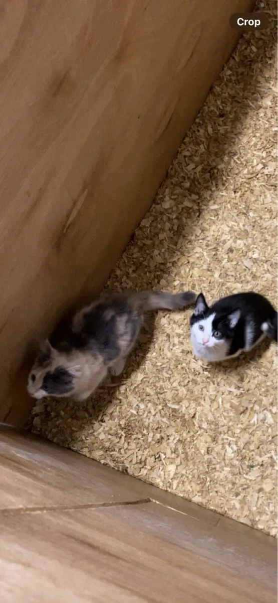 Lovely kittens - Image 3