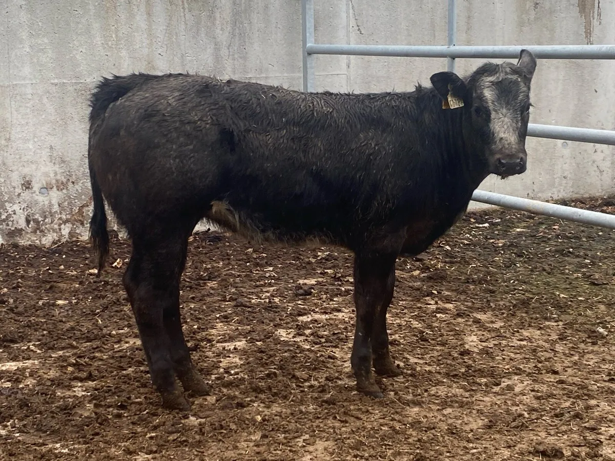Blue Bulling Heifer @ Lissava - Image 1