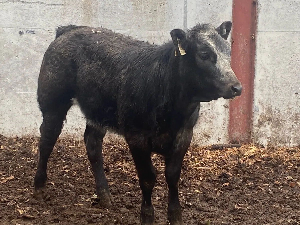 Blue Bulling Heifer @ Lissava - Image 2