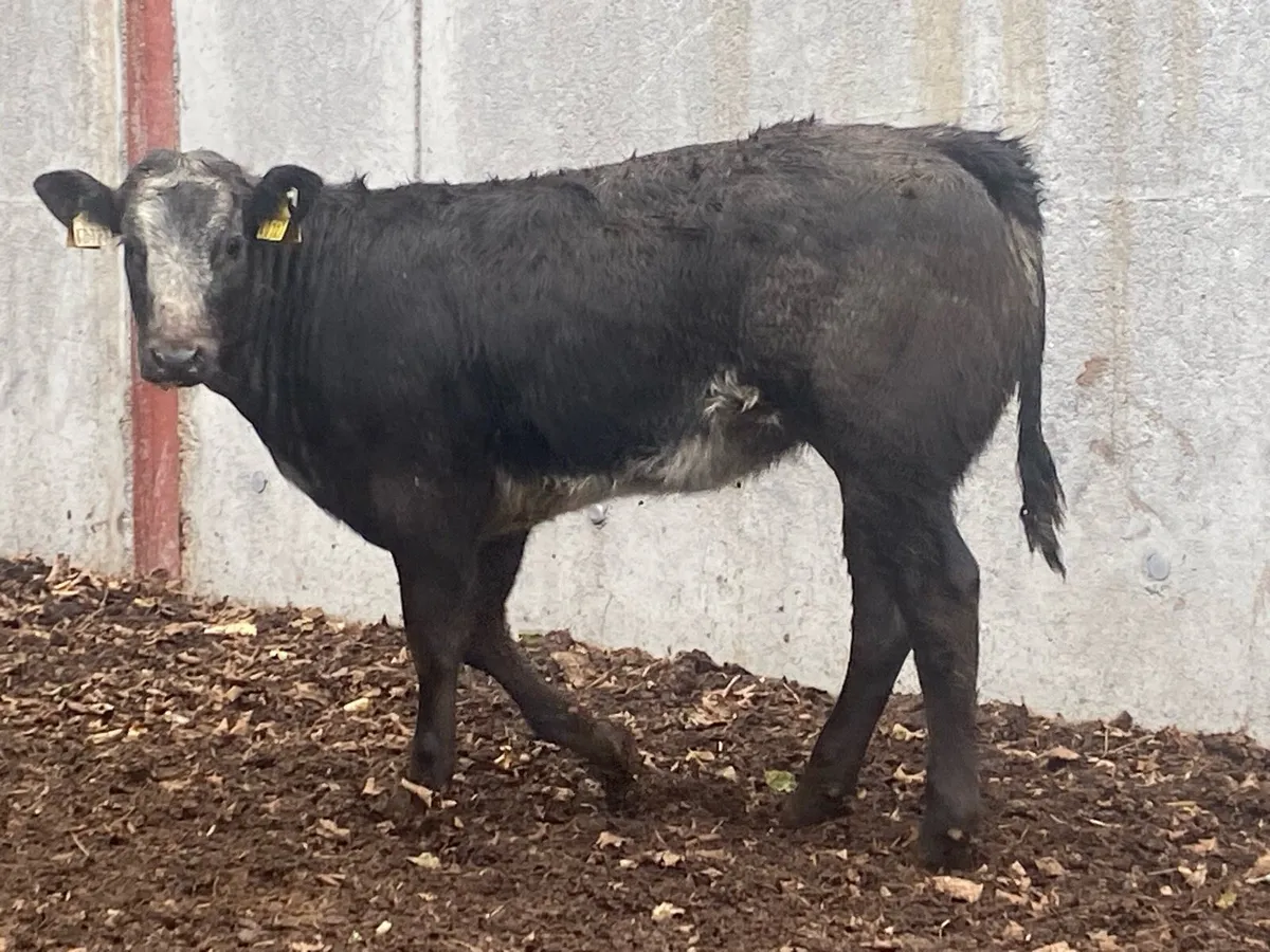 Blue Bulling Heifer @ Lissava - Image 4