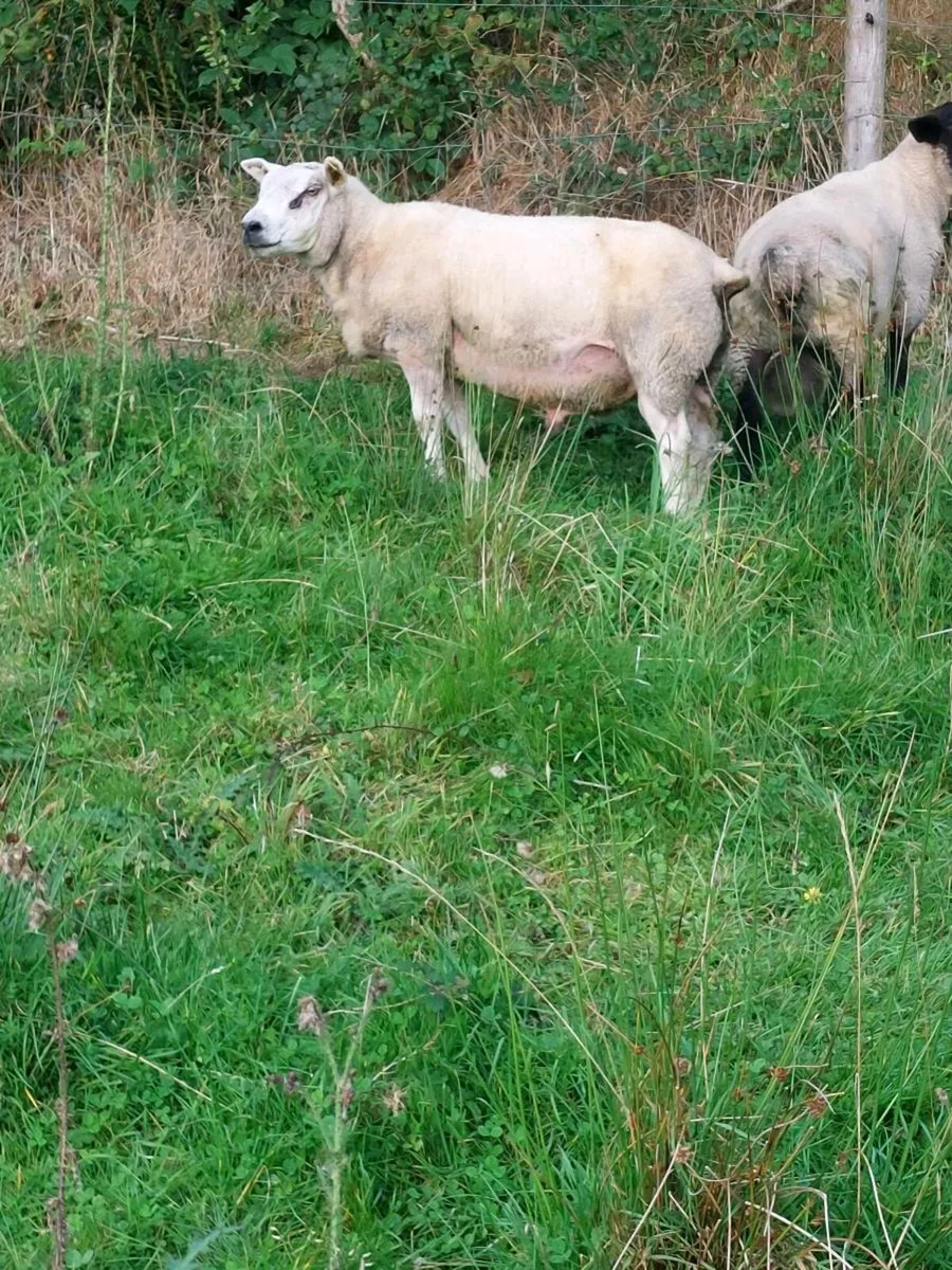 Texel Hogget Ram - Image 2