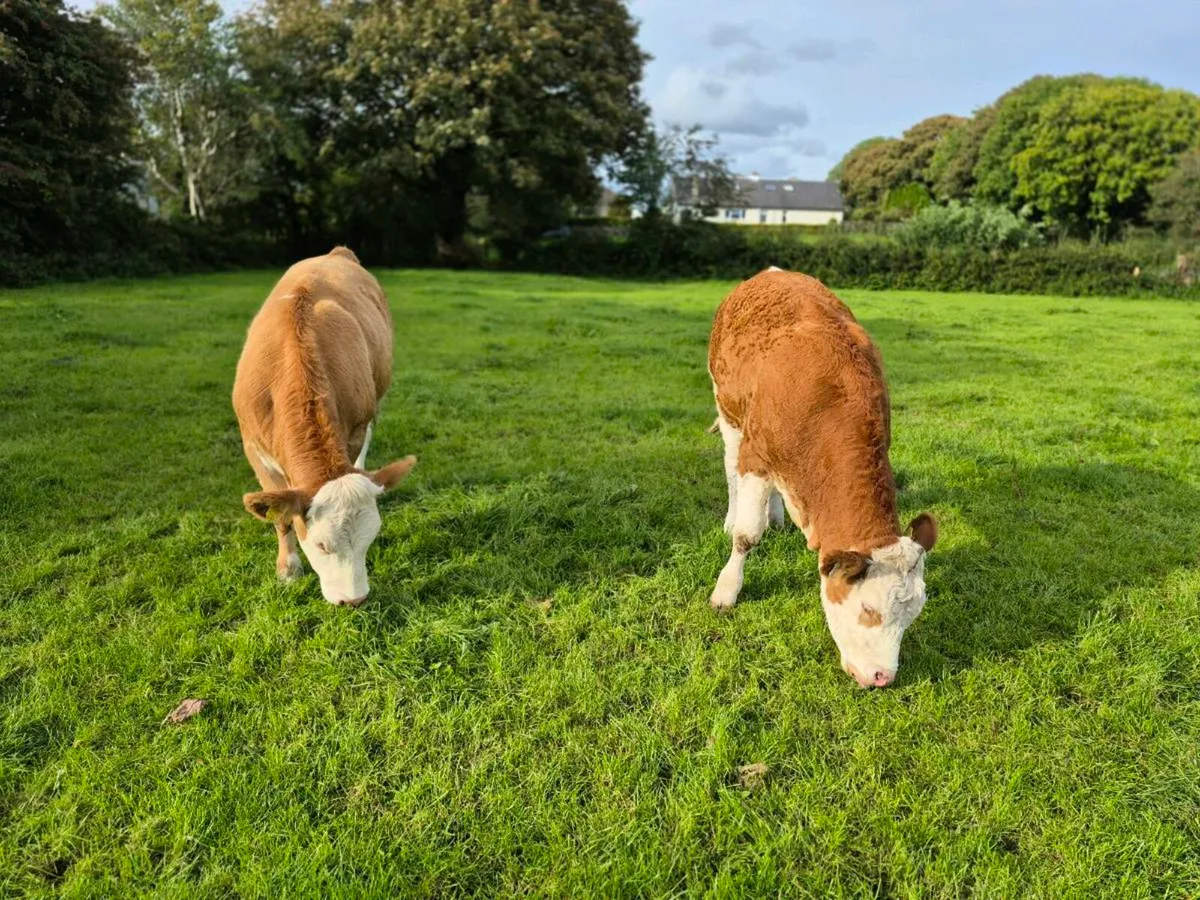 PBR POLLED SIMMENTAL BULLS AND HEIFERS - Image 1