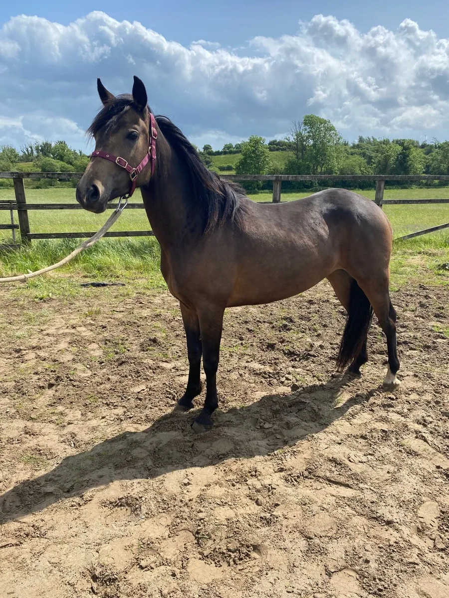 Dun filly Pony - Image 1