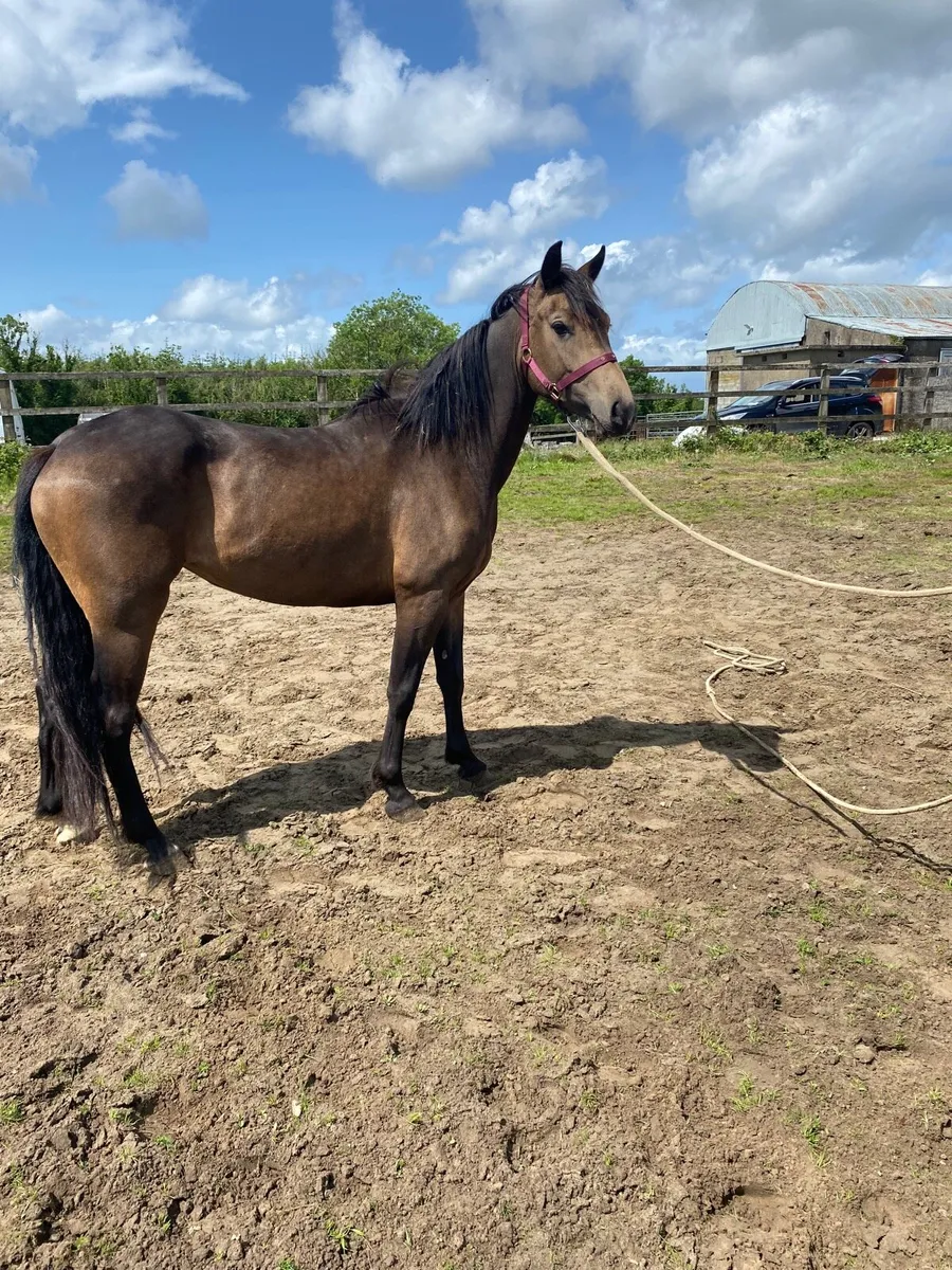 Dun filly Pony - Image 3
